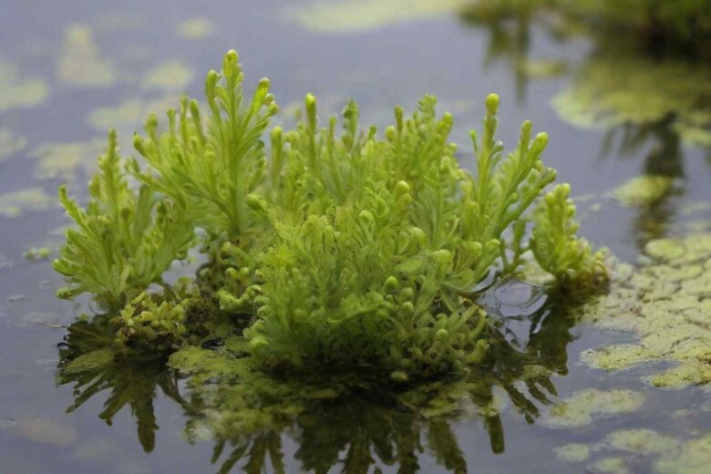 plantas aquáticas e baixa manutenção